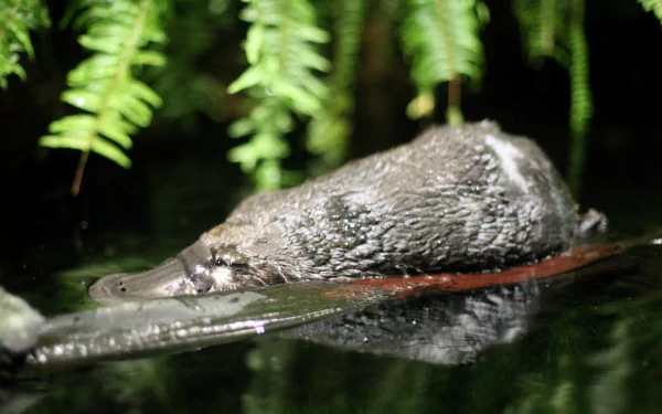 Animal platypus HD Desktop Wallpaper | Background Image