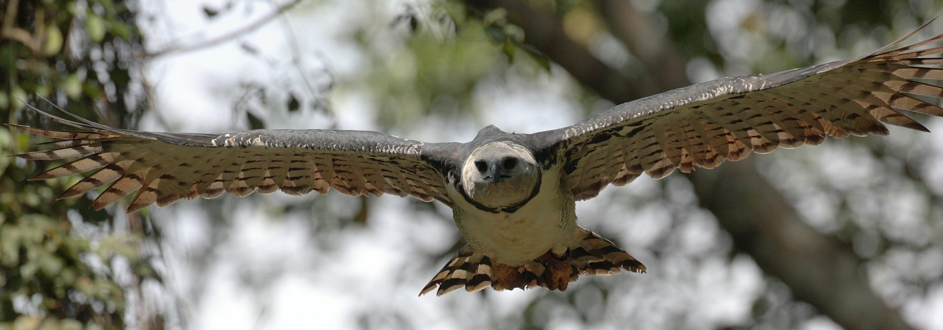 Download Animal Harpy Eagle Wallpaper