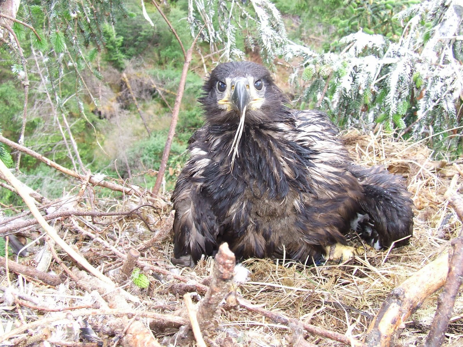 Download Animal White-tailed Eagle Wallpaper