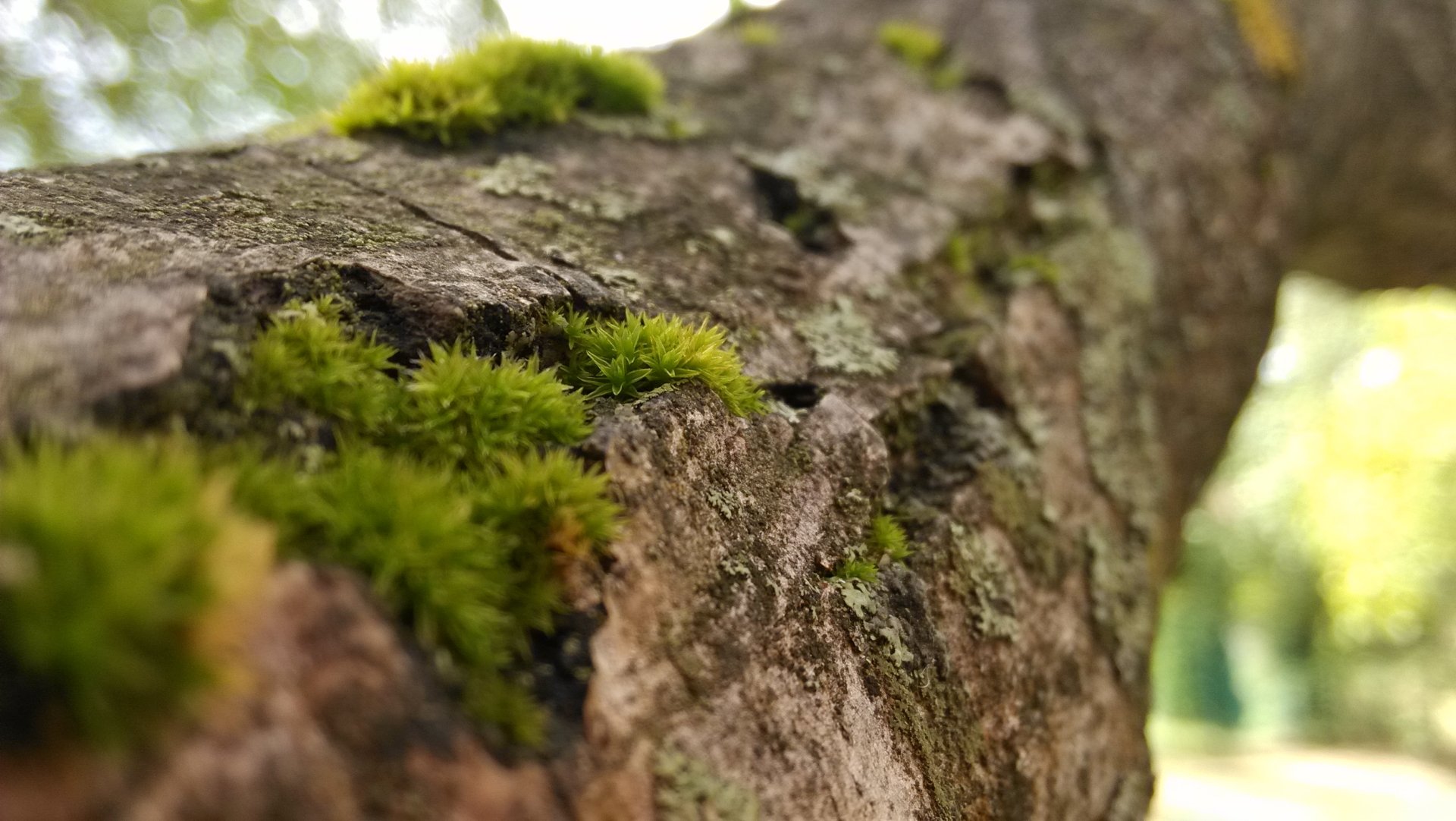 Nature Moss HD Wallpaper