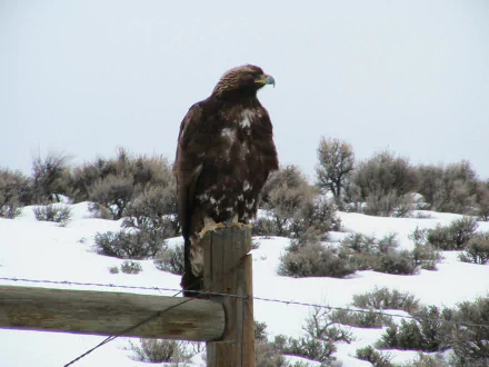 A majestic golden eagle perched on a wooden post, surrounded by a snowy landscape and sparse shrubs, creates a stunning HD desktop wallpaper background.