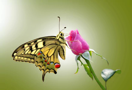 A vibrant swallowtail butterfly perched on a delicate pink rose, surrounded by a soft green background, capturing the beauty of nature. HD desktop wallpaper.