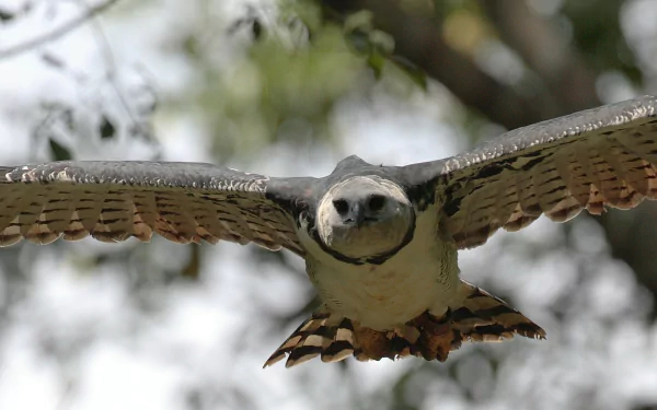 Animal harpy eagle HD Desktop Wallpaper | Background Image