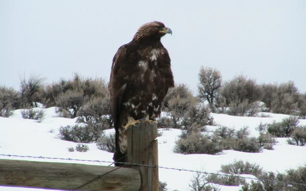 A majestic golden eagle perched on a wooden post, surrounded by a snowy landscape and sparse shrubs, creates a stunning HD desktop wallpaper background.