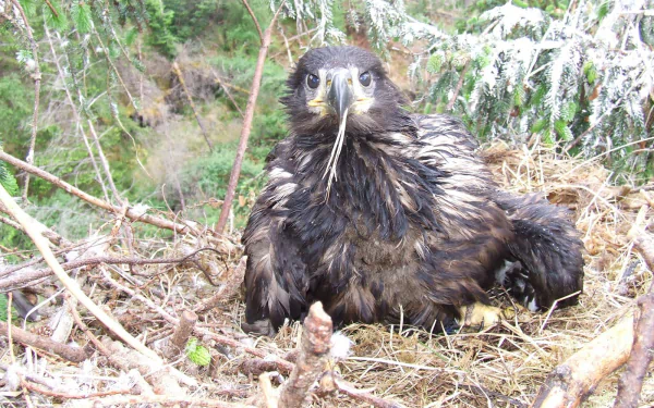 Animal white-tailed eagle HD Desktop Wallpaper | Background Image