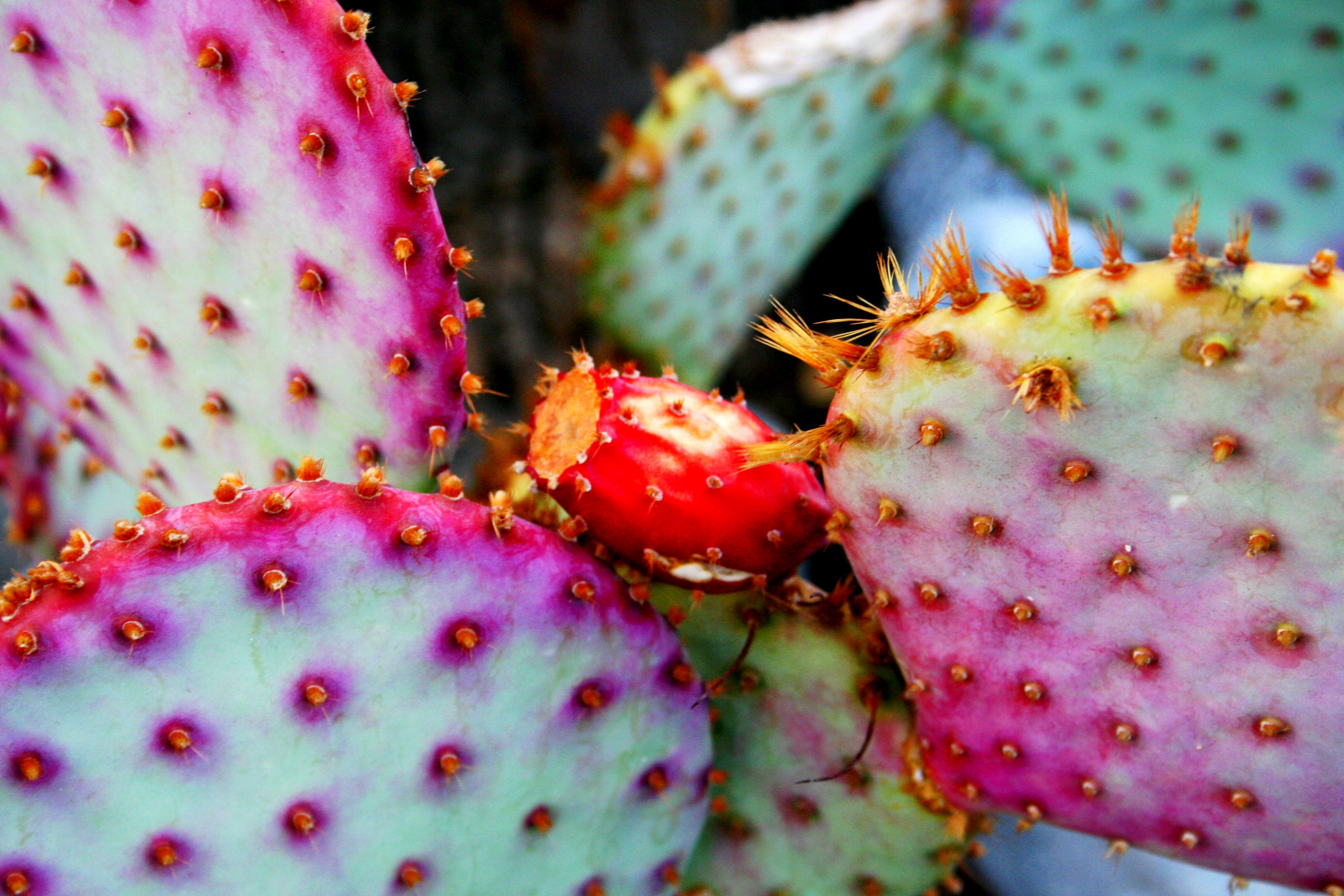 Cactus HD Wallpaper