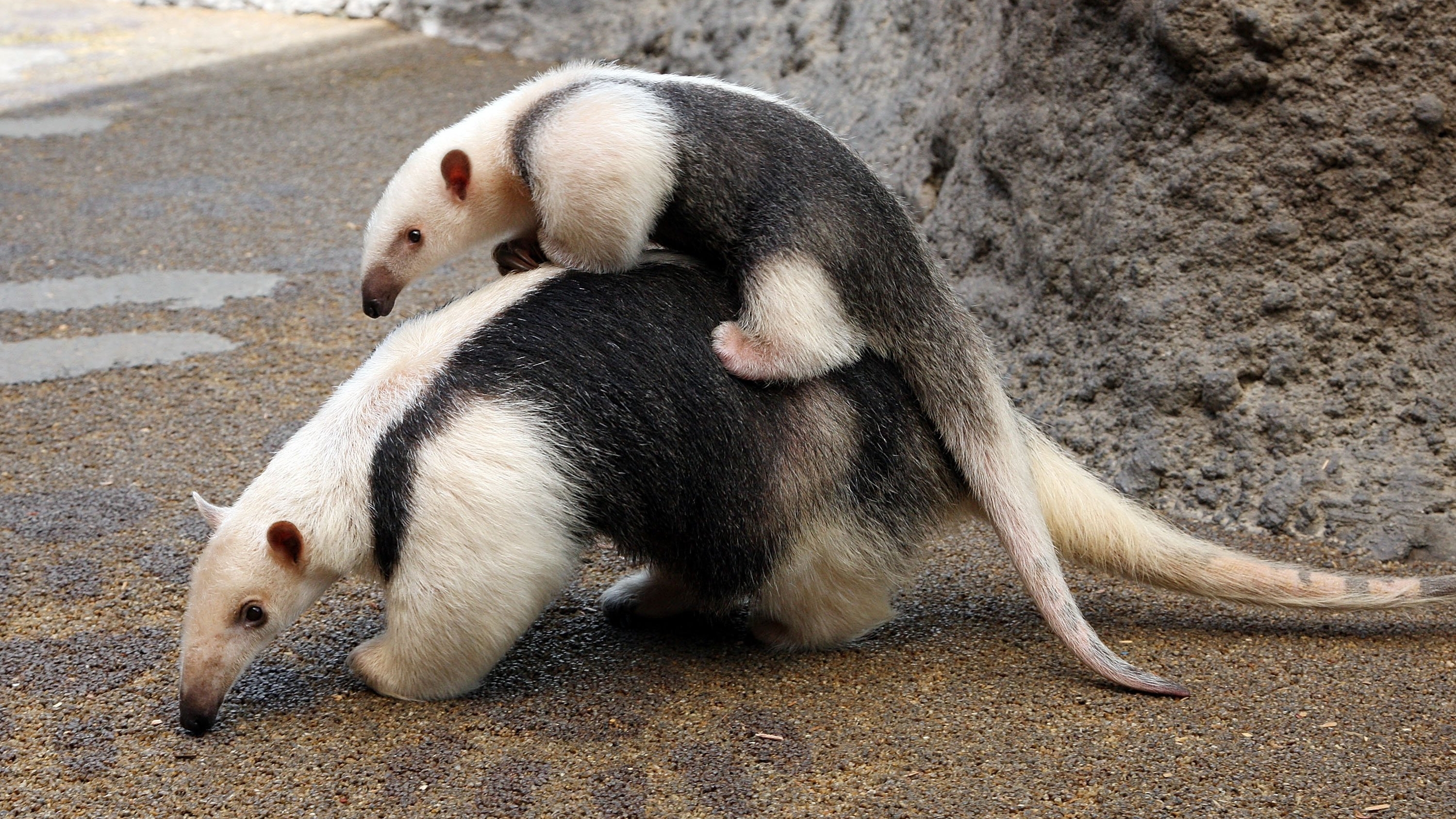 Southern Tamandua and Captain team up for a Super Intimidation