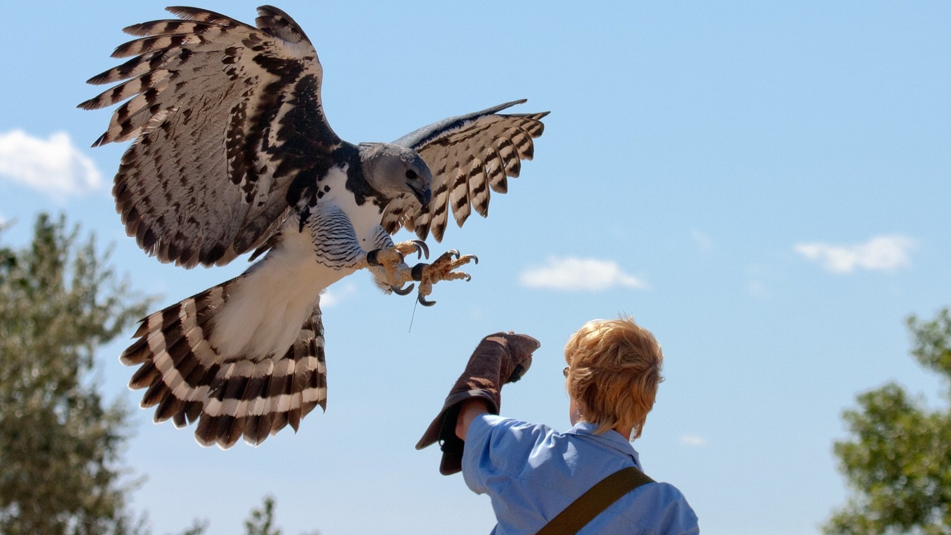 Harpy Eagle HD Wallpaper  Background Image  2000x1125 