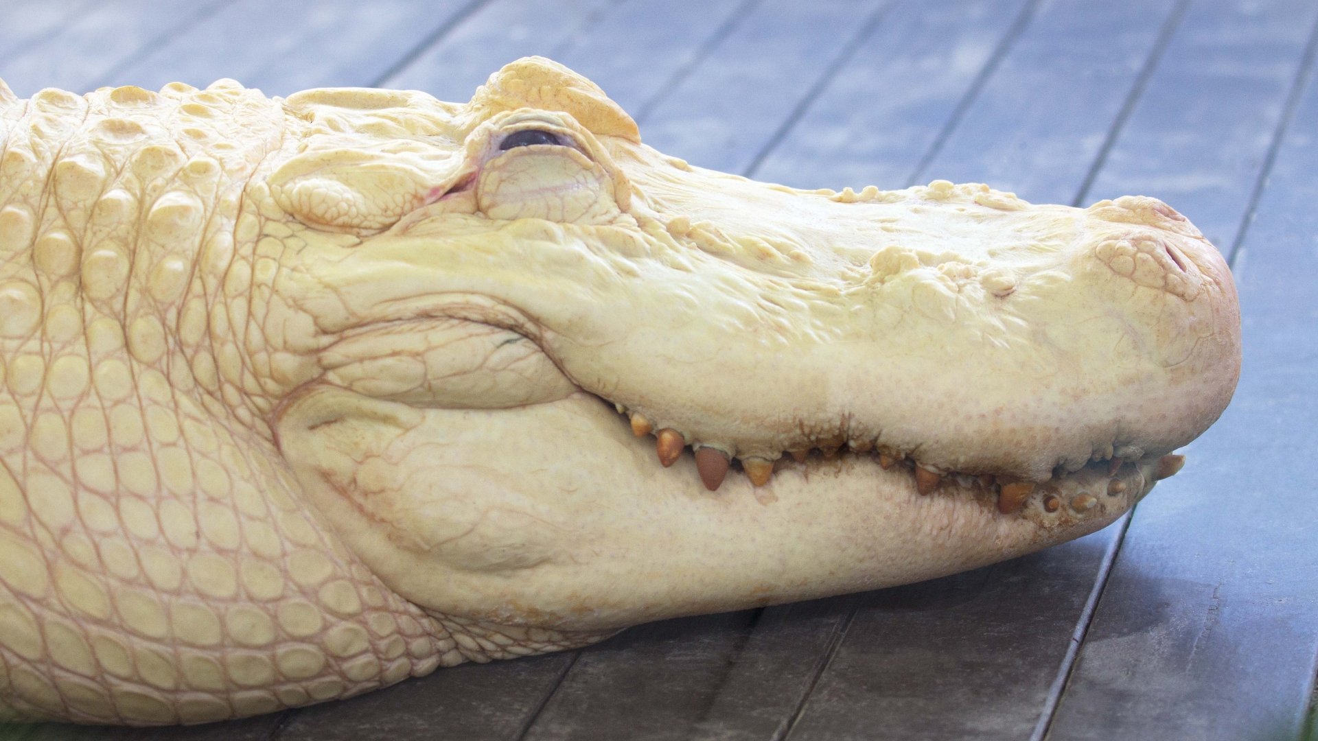 Close-up of a white alligator resting on a wooden surface, captured in 4K Ultra HD quality as a detailed PC desktop wallpaper background.