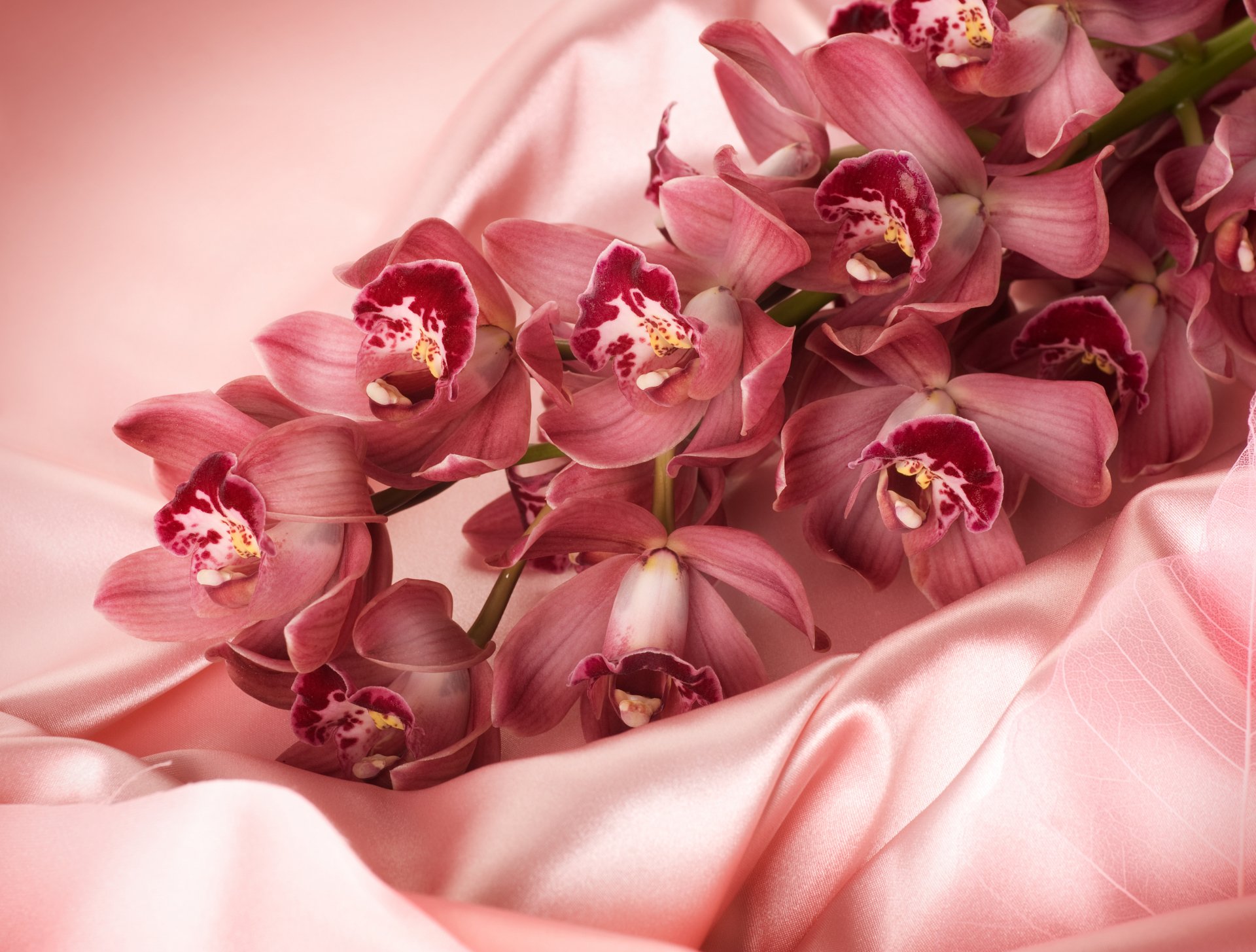Красивые нежные орхидеи