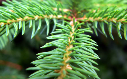 nature pine tree HD Desktop Wallpaper | Background Image