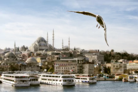 A seagull soars over Istanbul’s waterfront with boats docked below and the majestic Süleymaniye Mosque rising in the background under a soft, cloudy sky.
