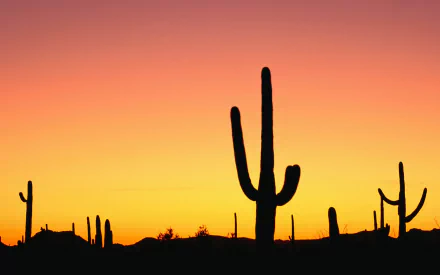 nature cactus HD Desktop Wallpaper | Background Image