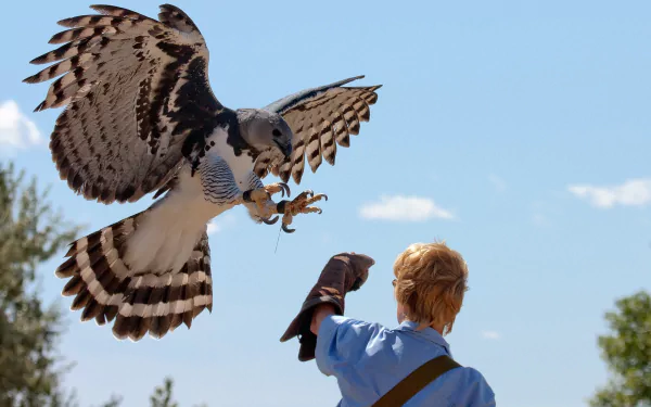 Animal harpy eagle HD Desktop Wallpaper | Background Image