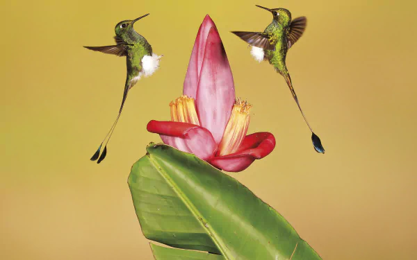 4K Ultra HD wallpaper featuring two hummingbirds hovering near a vibrant pink flower with large green leaves against a soft yellow background.