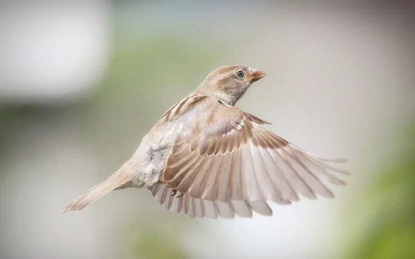 Animal sparrow HD Desktop Wallpaper | Background Image