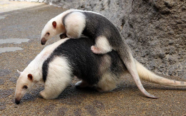  Southern Tamandua