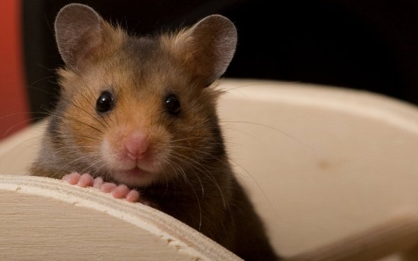 Animal Hamster HD Wallpaper | Background Image