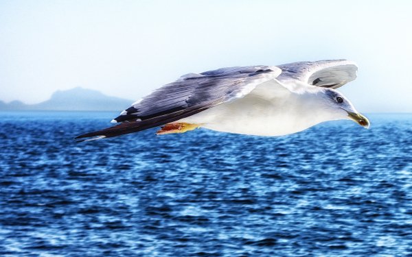 Animal Seagull Birds Seabirds Bird Flight Italy Sea HD Wallpaper | Background Image