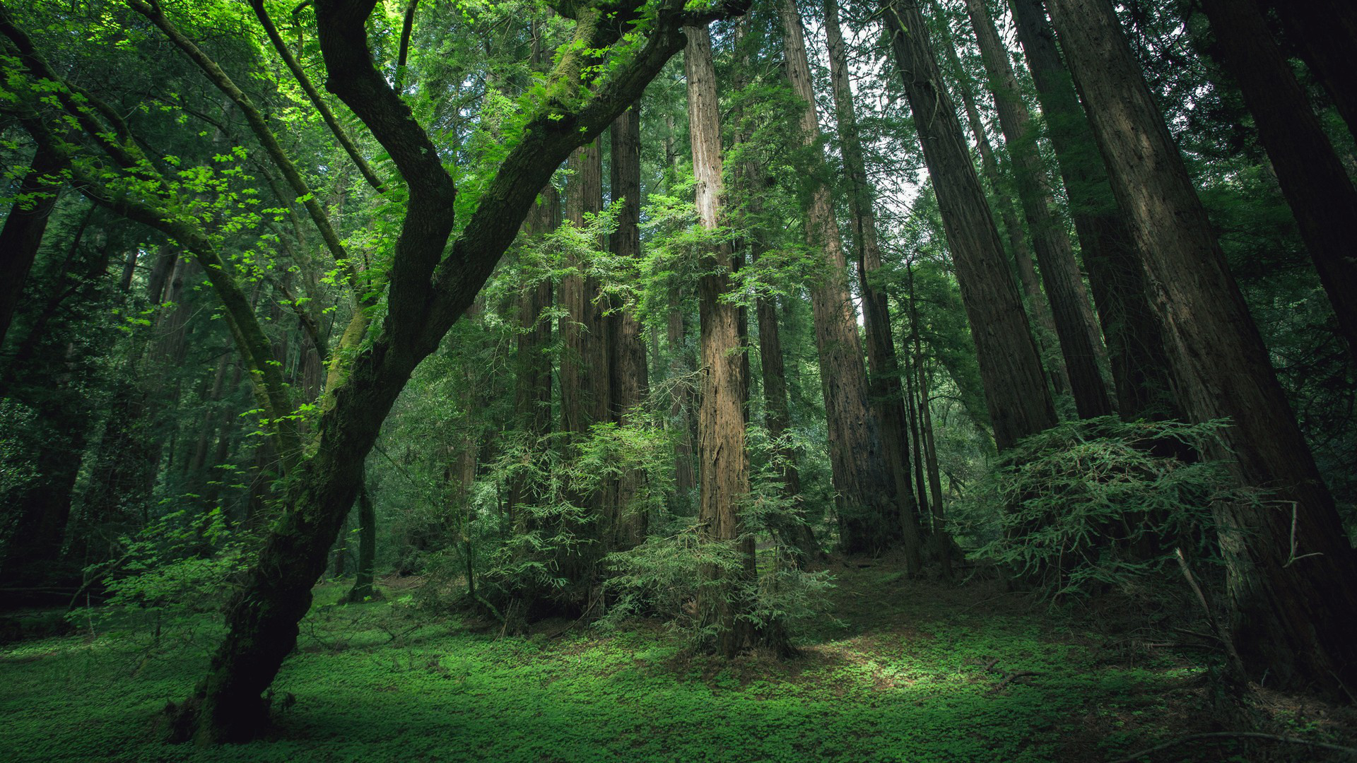 Download Nature Forest HD Wallpaper