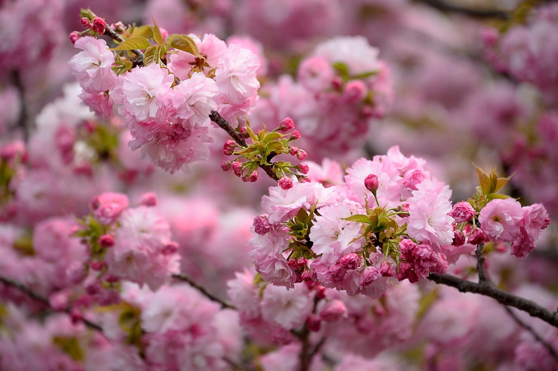 Cherry Blossom Wallpaper Photos Download The BEST Free Cherry Blossom  Wallpaper Stock Photos  HD Images