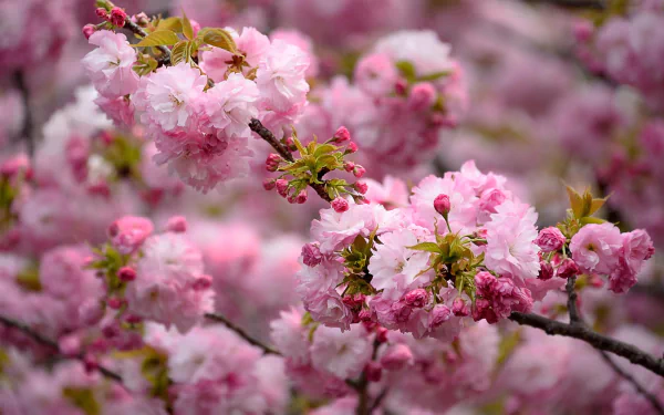 HD desktop wallpaper featuring a close-up of pink blossoms in full bloom, capturing the essence of nature and spring.