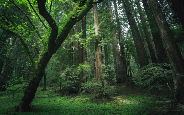 1800 森林高清壁纸 桌面背景