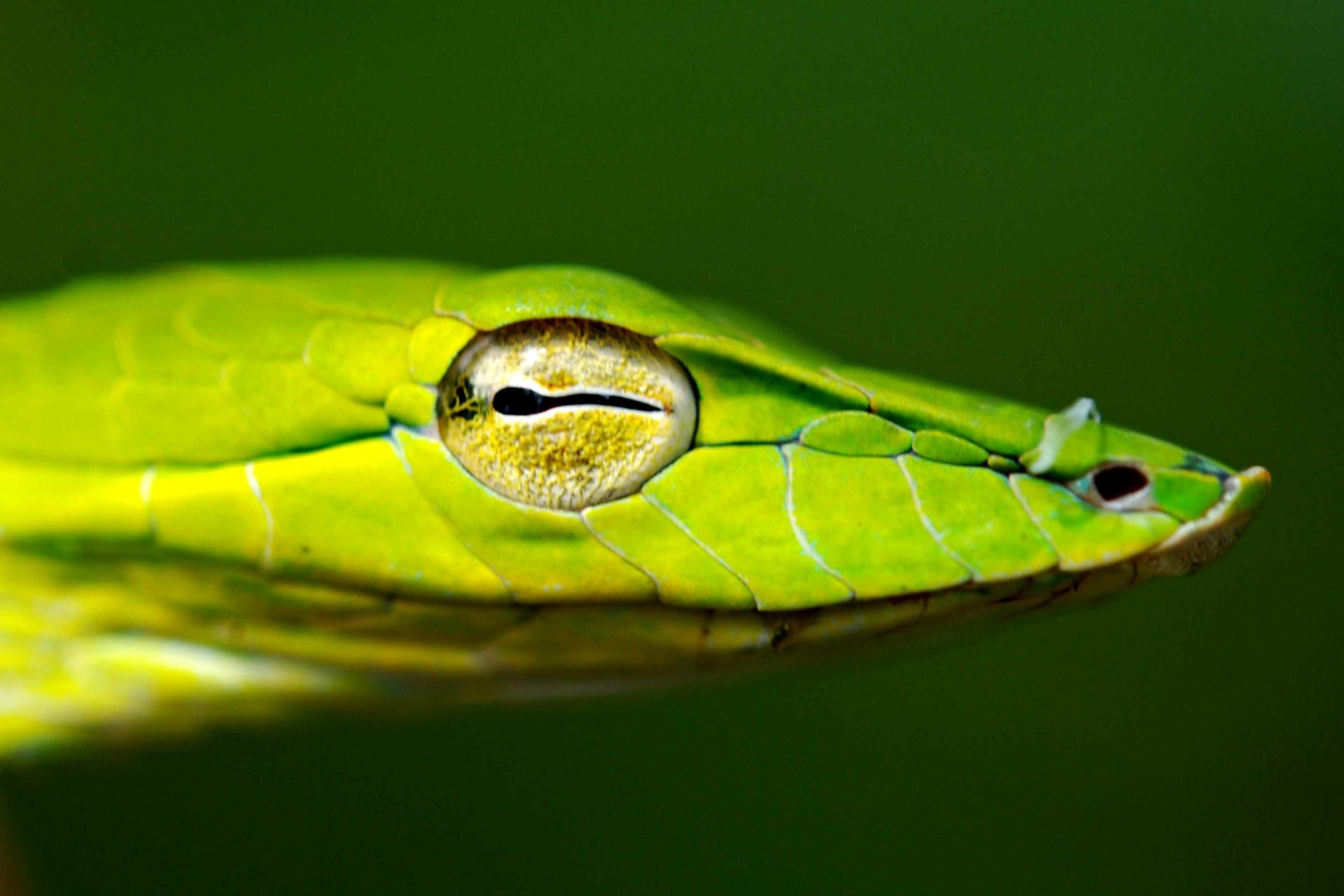 Close-up of a green snake's head and eye, an Animal portrait on a soft blurred green backdrop — 2K Quad HD PC desktop wallpaper and background.