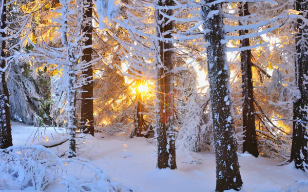 A serene winter forest bathed in sunlight, with snow-covered trees and warm sunbeams filtering through, creating a tranquil atmosphere. HD desktop wallpaper and background.