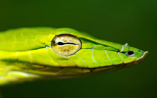 eye head Animal snake HD Desktop Wallpaper | Background Image