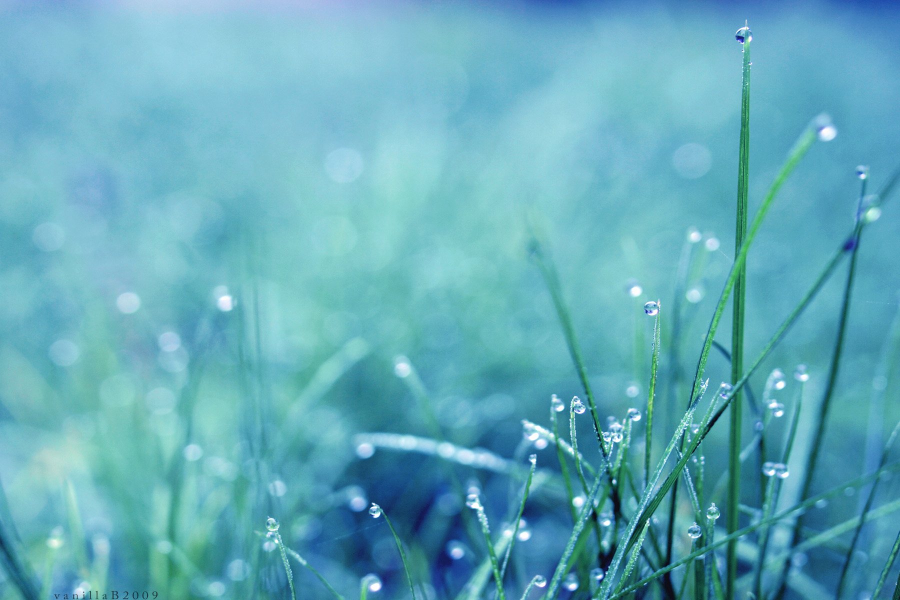 Grass Wallpaper and Background Image | 1800x1200 | ID:583249