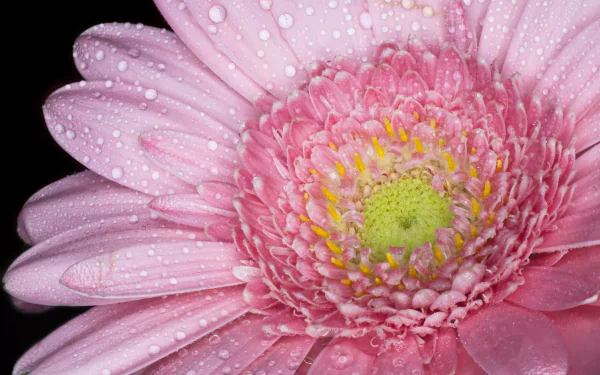  Marguerite by Skullman88