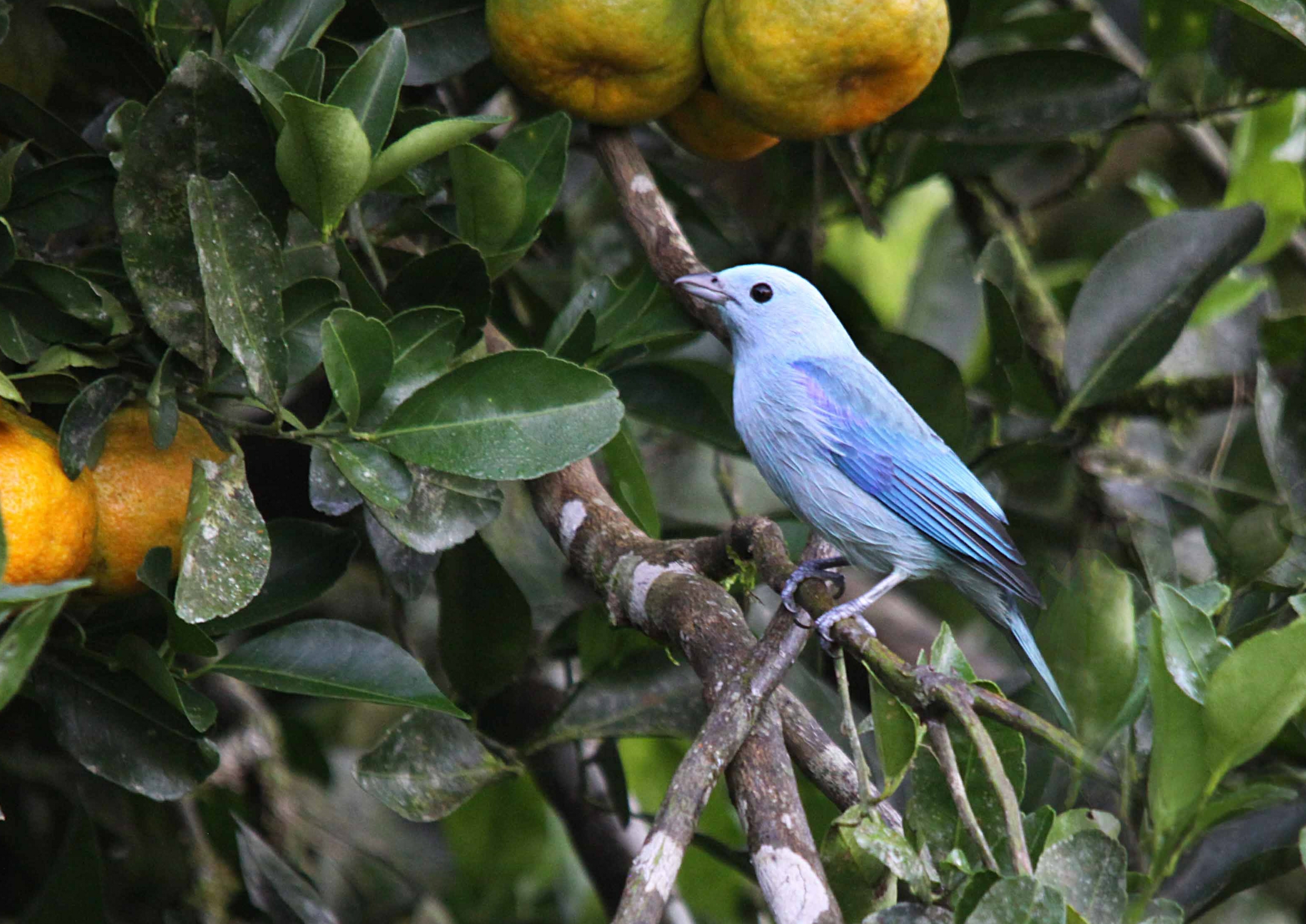 Blue-grey Tanager by Ricketdi