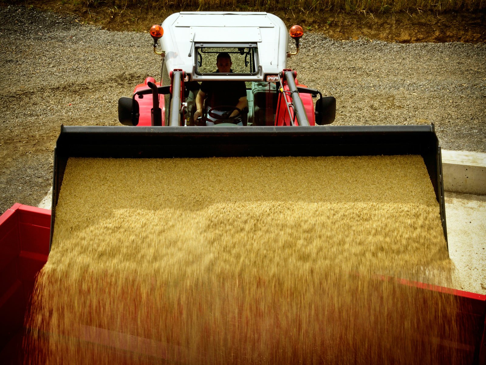 A Massey Ferguson vehicle is shown in action, unloading grain from its bucket, set against a gravel background. This HD desktop wallpaper captures agricultural machinery in motion.