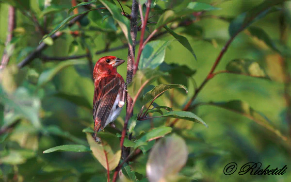 passerine bird Animal finch HD Desktop Wallpaper | Background Image
