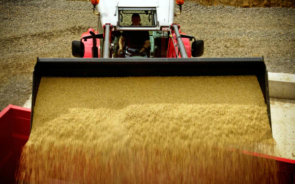A Massey Ferguson vehicle is shown in action, unloading grain from its bucket, set against a gravel background. This HD desktop wallpaper captures agricultural machinery in motion.