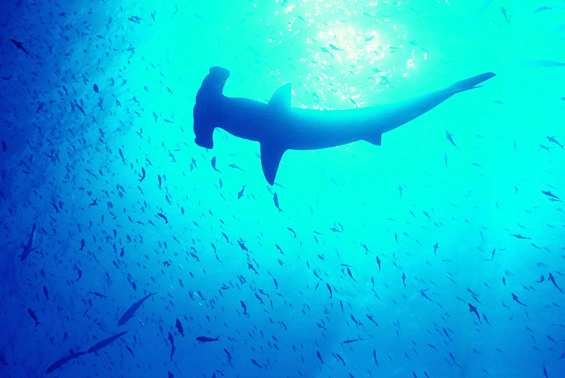 Hammerhead Shark HD Wallpaper | Background Image | 3490x2334 | ID