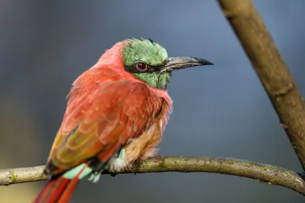Northern Carmine Bee-eater bird Animal bee-eater HD Desktop Wallpaper | Background Image