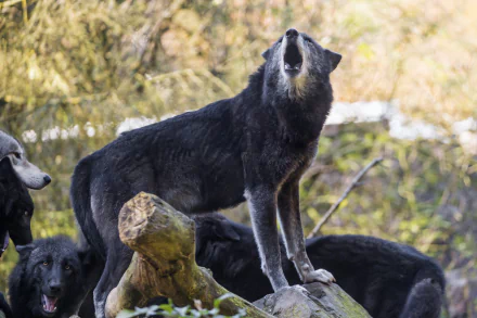 A black wolf howling on a log amid a blurred forest background, captured in 4K Ultra HD with a bokeh effect for a striking PC desktop wallpaper.