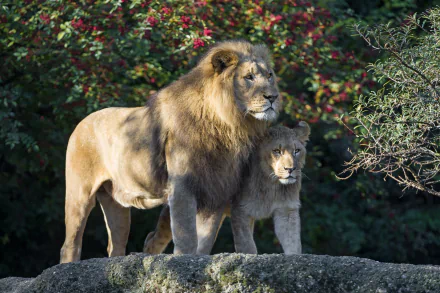 A majestic lion and lioness stand together against a backdrop of colorful foliage, captured in stunning 4K Ultra HD, showcasing the beauty of these magnificent animals.