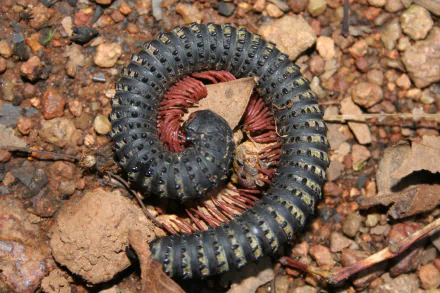Animal millipede HD Desktop Wallpaper | Background Image