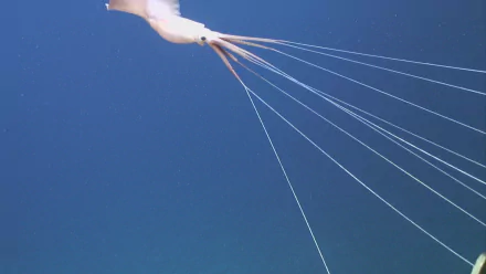 Animal squid HD Desktop Wallpaper | Background Image