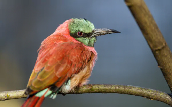 Northern Carmine Bee-eater bird Animal bee-eater HD Desktop Wallpaper | Background Image