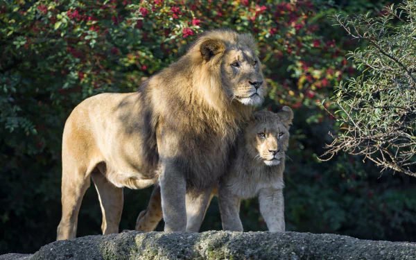 A majestic lion and lioness stand together against a backdrop of colorful foliage, captured in stunning 4K Ultra HD, showcasing the beauty of these magnificent animals.