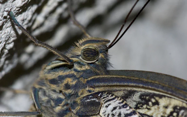 Animal moth HD Desktop Wallpaper | Background Image