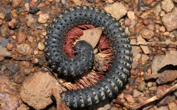 Animal millipede HD Desktop Wallpaper | Background Image