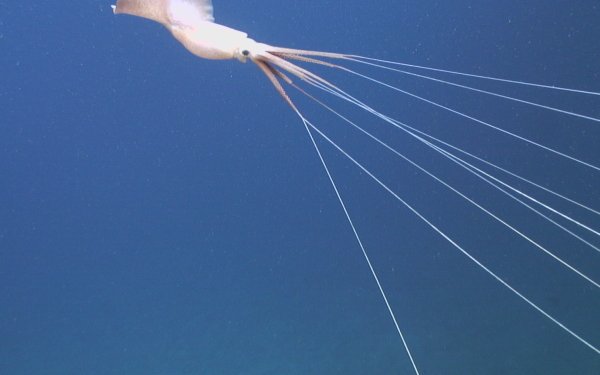 Squid HD Wallpaper | Background Image | 1920x1200