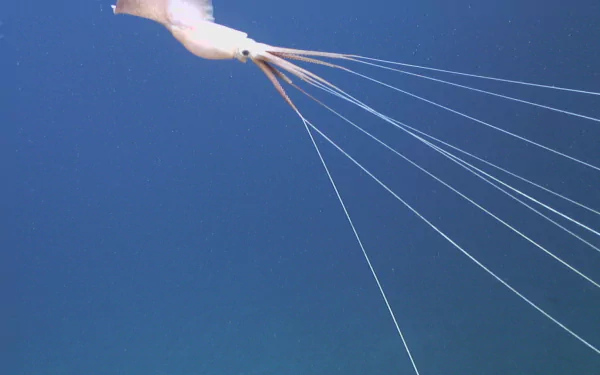Animal squid HD Desktop Wallpaper | Background Image