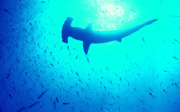 Animal hammerhead shark HD Desktop Wallpaper | Background Image