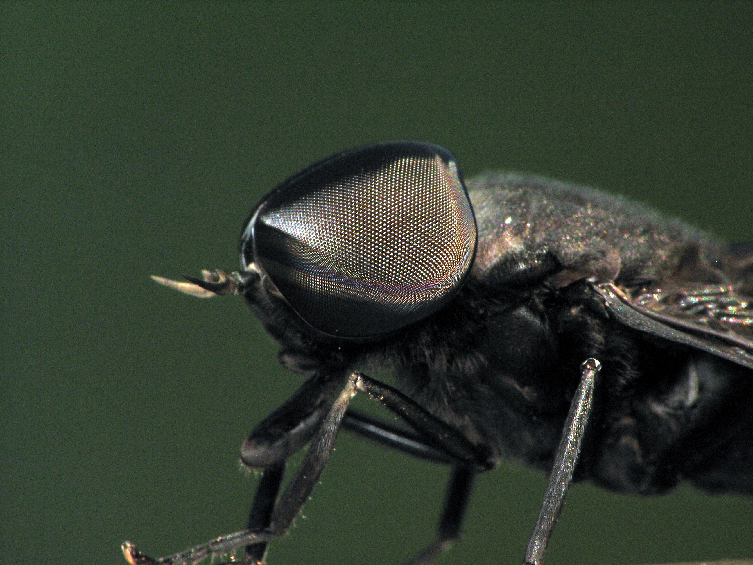 Animal Horse-fly HD Wallpaper | Background Image